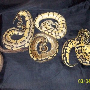 Few of our collection