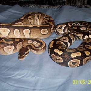 Few of our collection