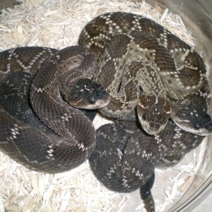 Mexican Blacktails C.m. nigrescens