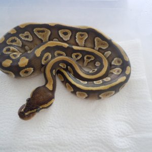 mojave female