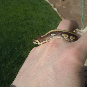 mojave female