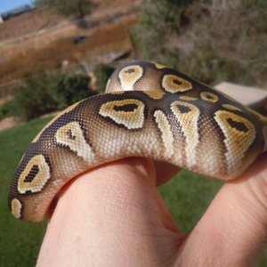 mojave female