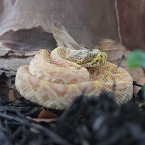 Paradox Albino Eastern Diamondback