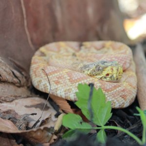 Paradox Albino Eastern Diamondback