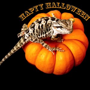 Happy Halloween