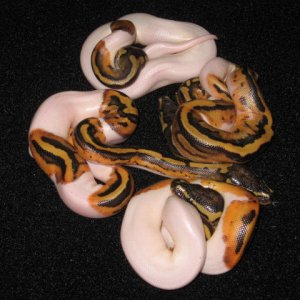 Ball_Pythons_361