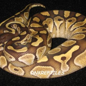 Ball_Pythons_427