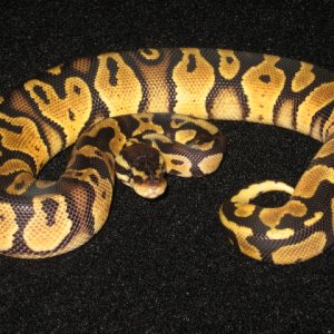 Ball_Pythons_429