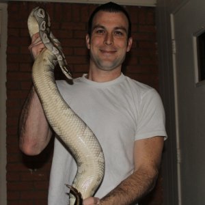 mojave ovulation swell