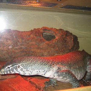 Nile monitor