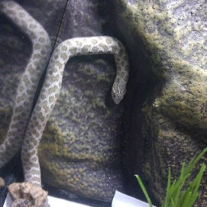 Carlos My Extreme Green Phase Hognose