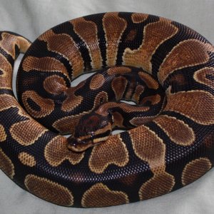 Enchi?