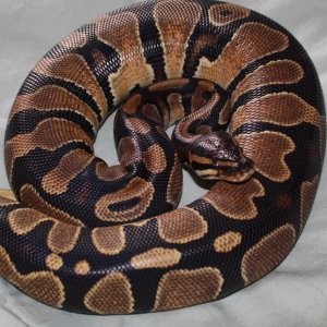 Enchi?