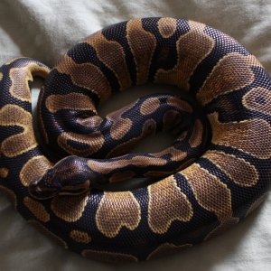 Enchi?