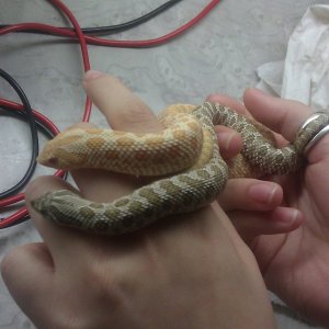 More pics of Carlos