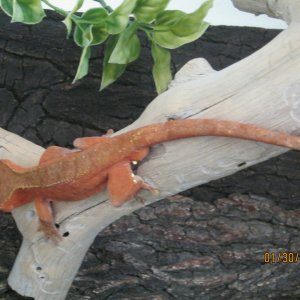 Copper
