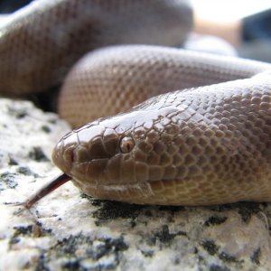 WA Charina female