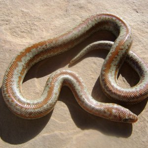 Dulzura