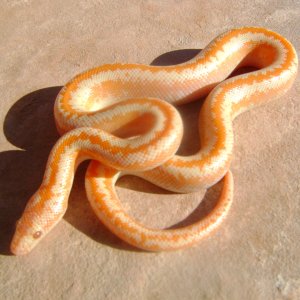 Albino