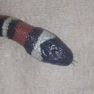 zonata disease