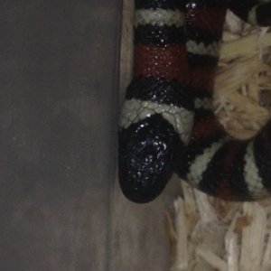 zonata disease