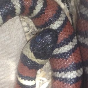 zonata disease