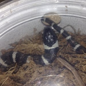 zonata disease