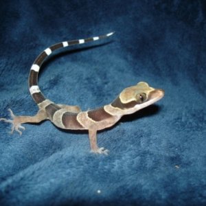 2011 c.b. Malaysian Bent-Toed Geckos aka Night Stalkers (Cyrtodactylus pulc