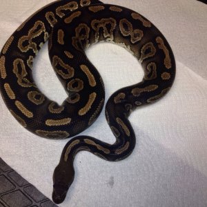 Cinnamon Male