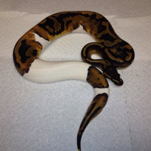 Pied Male