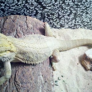 bearded dragons