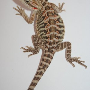 bearded dragons