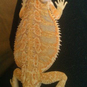 bearded dragons