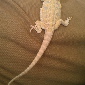 bearded dragons