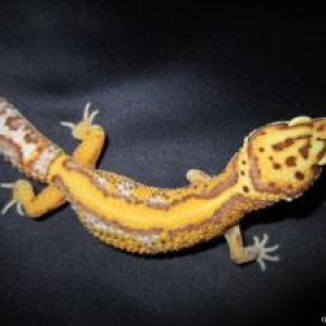 bold stripe bell albino for sale