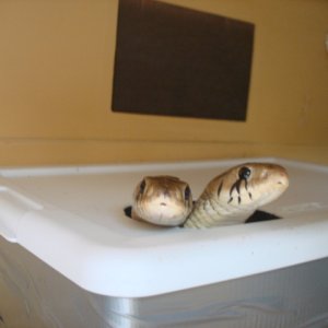 uni breeding