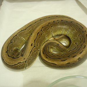 Pin and PhOG males