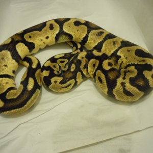Pin and PhOG males