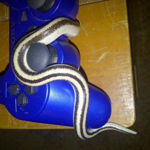 My first Rosy Boa (beetlejuice)