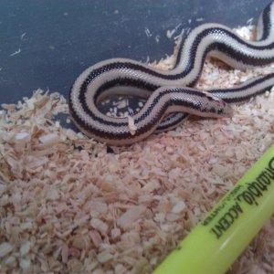 My first Rosy Boa (beetlejuice)