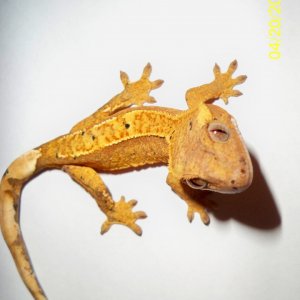 ORANGE Crested Gecko