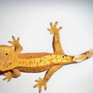 Red_and_Orange_Crested_Gecko_012