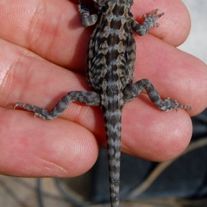 Baby Bearded Dragons