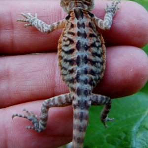 Baby Bearded Dragons