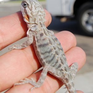 Baby Bearded Dragons
