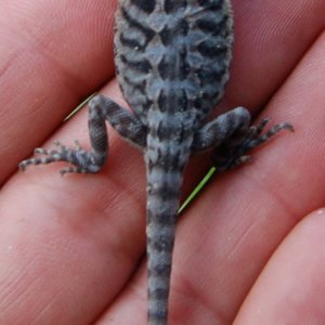 Baby Bearded Dragons