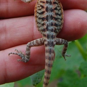 Baby Bearded Dragons