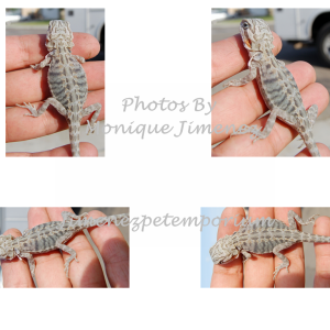 Baby Bearded Dragons