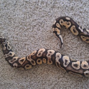 Male Pastel Yellowbelly