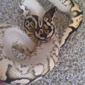 Male Pastel Yellowbelly
